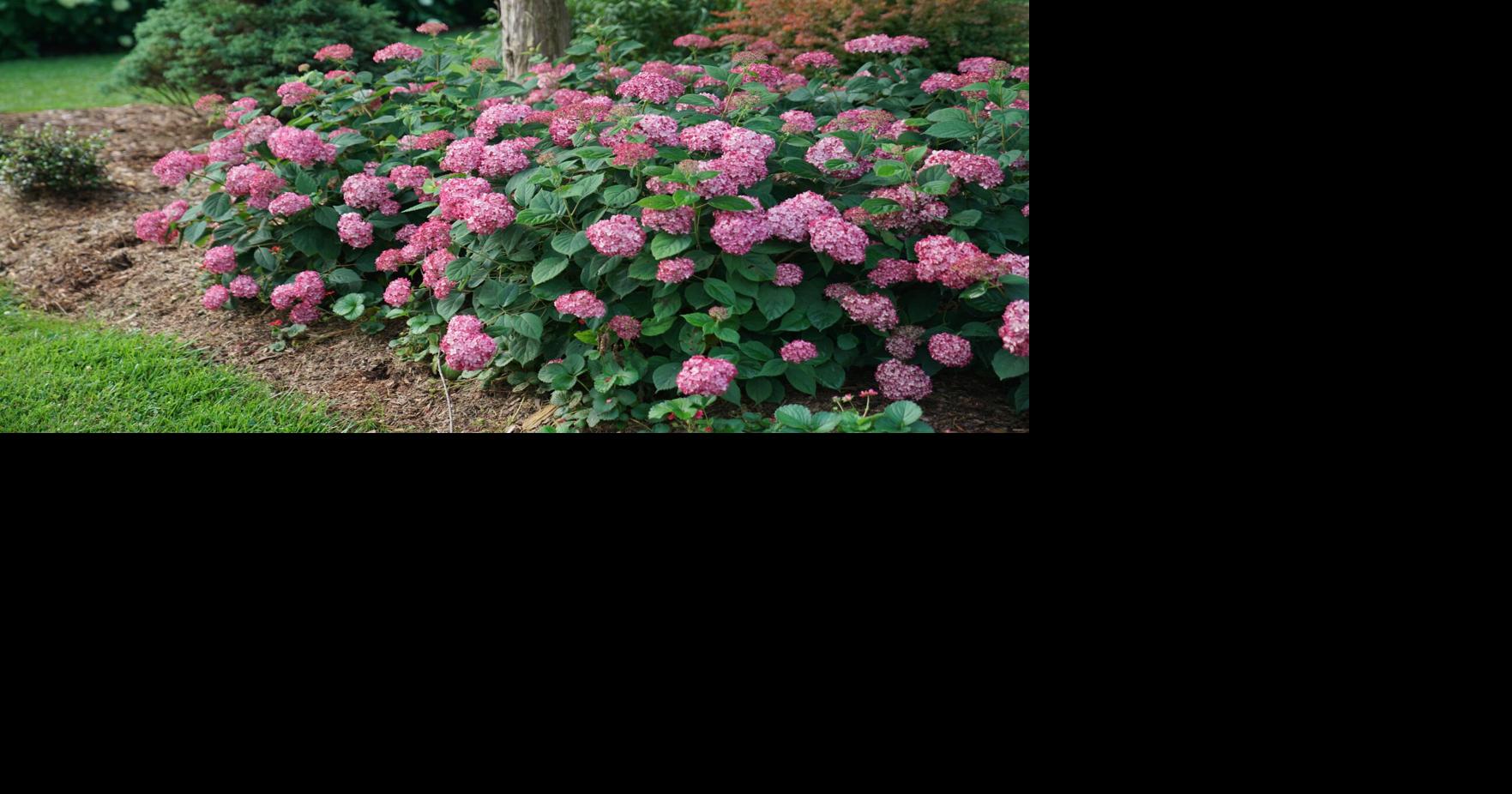 Ask a Master Gardener: Pruning hydrangeas | Times Georgian | times ...