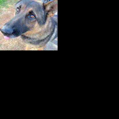 Pet of the Week: Alphie | Local News