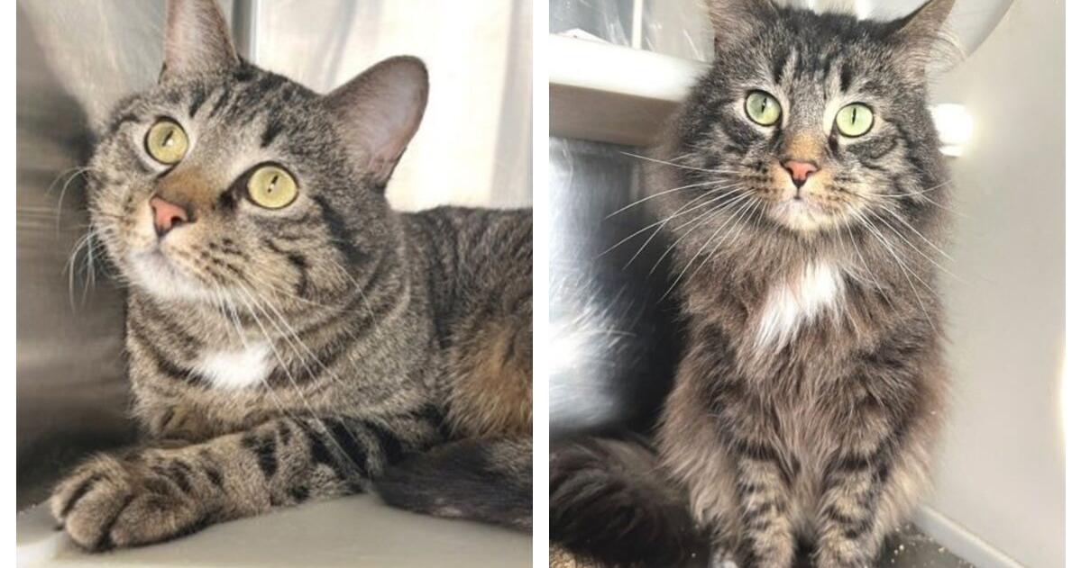 Pets of the Week: Duncan and PJ