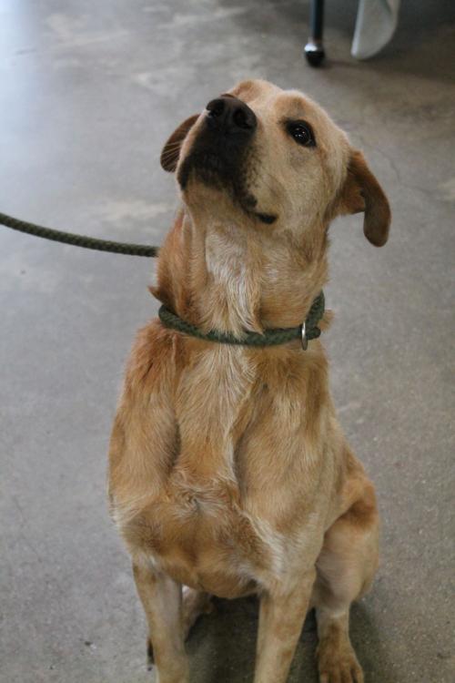 Pet of the Week