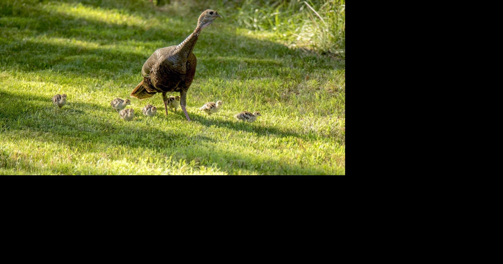 Wild Wednesday: Turkey survey open through August