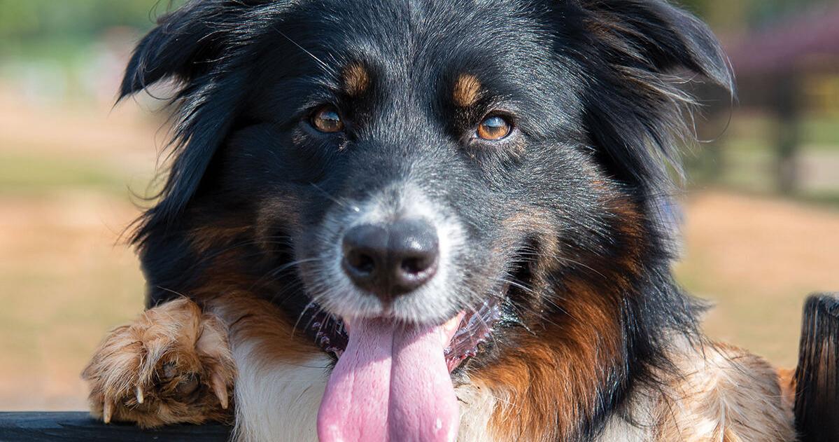 Georgia Farm Bureau opens 2026 Farm Dog contest