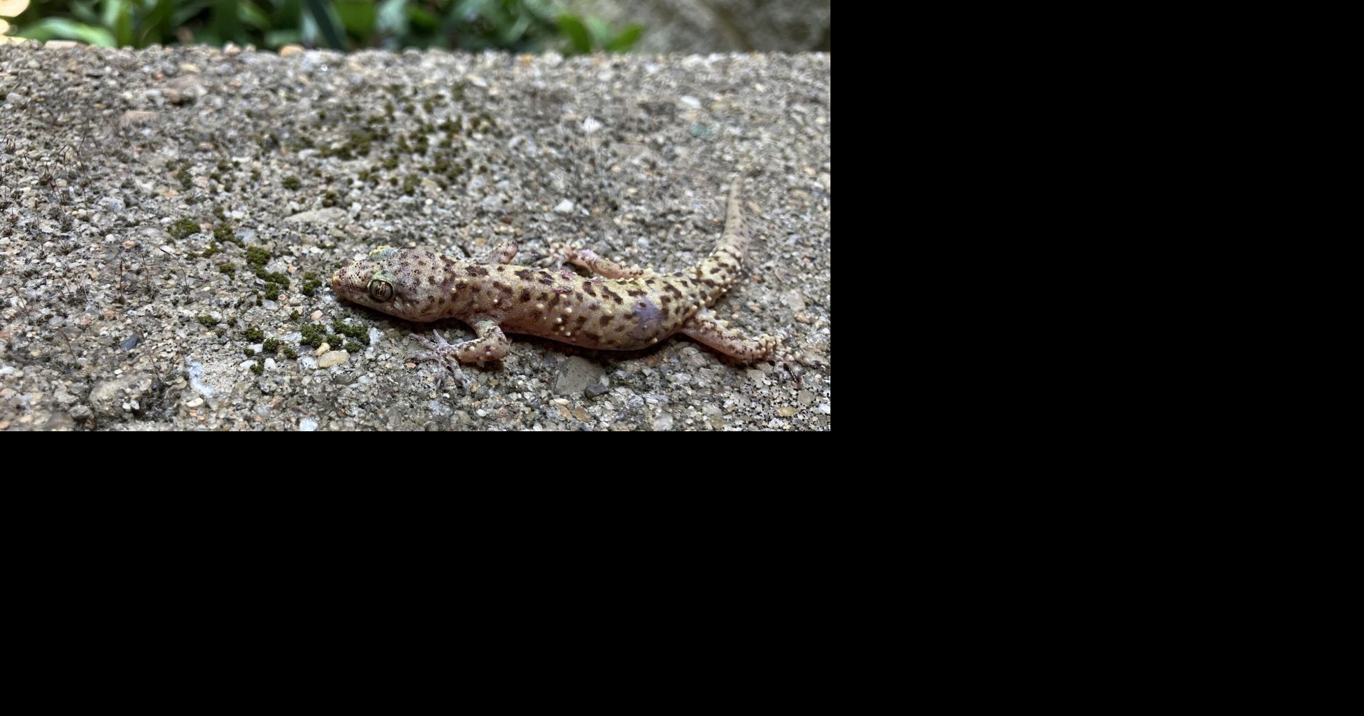 Ga. rolls out unwelome mat for non-native species