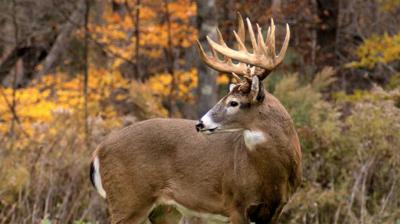 Game and Fish Announces Concurrent Season Deer Licenses ... Game and Fish Announces Concurrent Season Deer Licenses ...