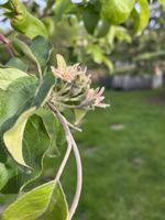 Dakota Gardener: Thinning apples for improved quality