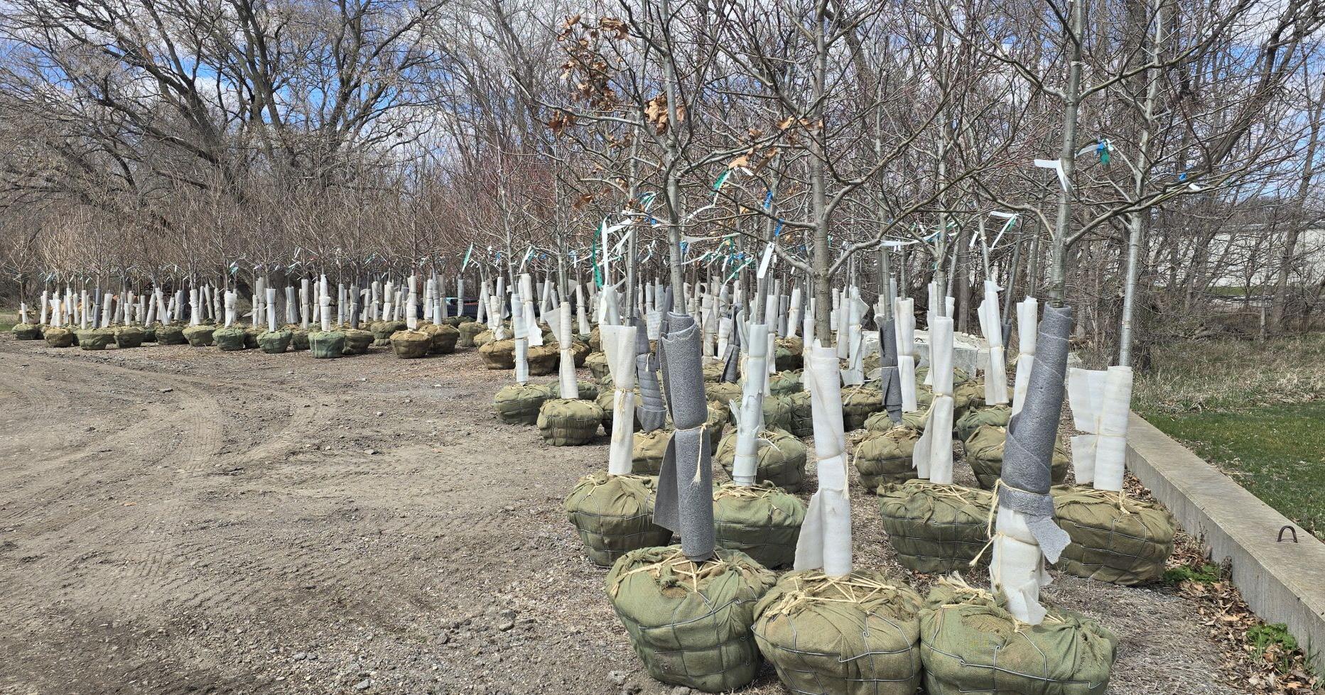 A time to plant: Trees still available to replace city ashes - Vimarsana News