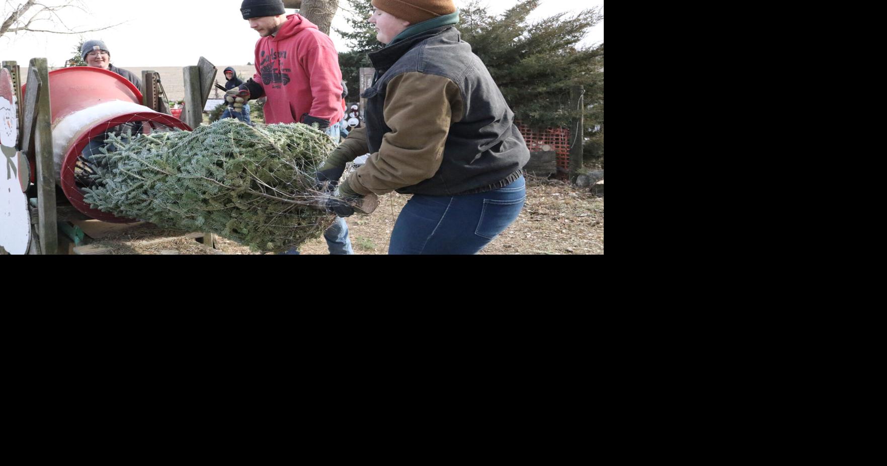 Xmas_Tree_Farm (42).JPG