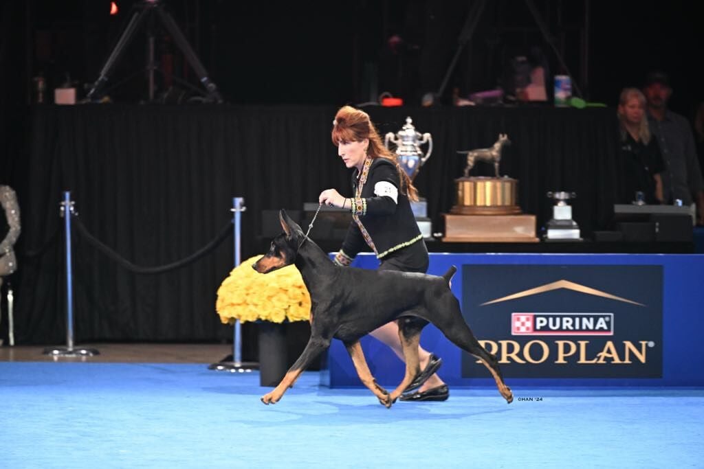 Best in Show: Alden native's Doberman shines in competitions
