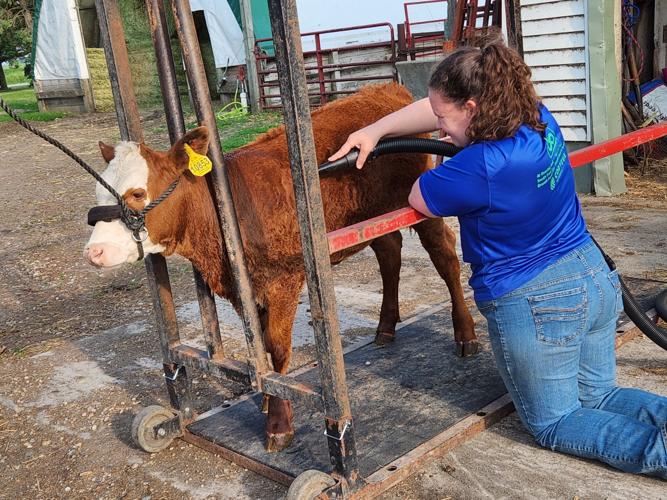Raising Bunny: Rodamaker getting ready for Fair | News | timescitizen.com