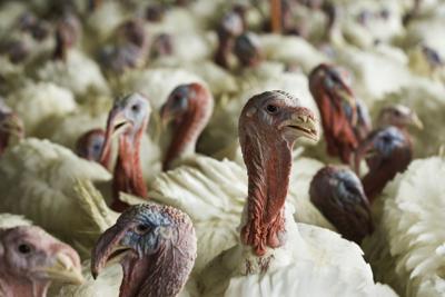 Avian Influenza Turkey Flock