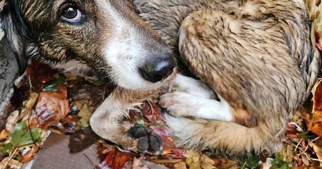 Doggone Good Luck – Community Helps Lost Dog Get Home | Ackley World Journal