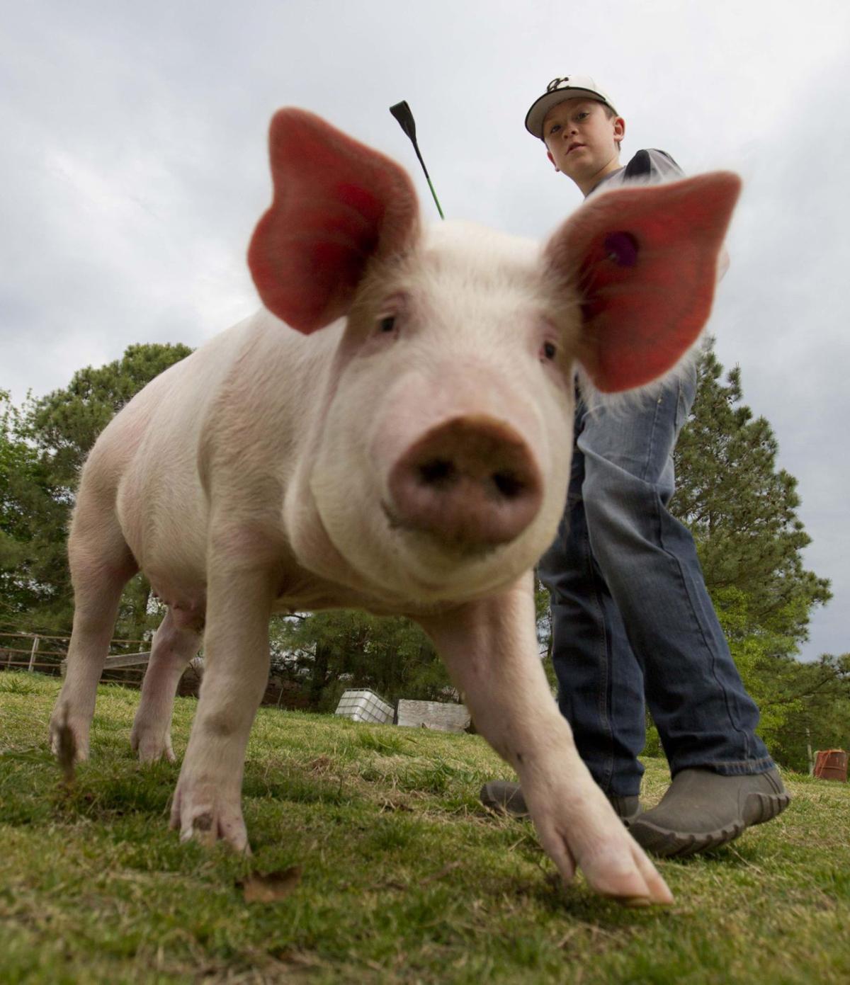 4H Pig Squeal more than raising a pet News