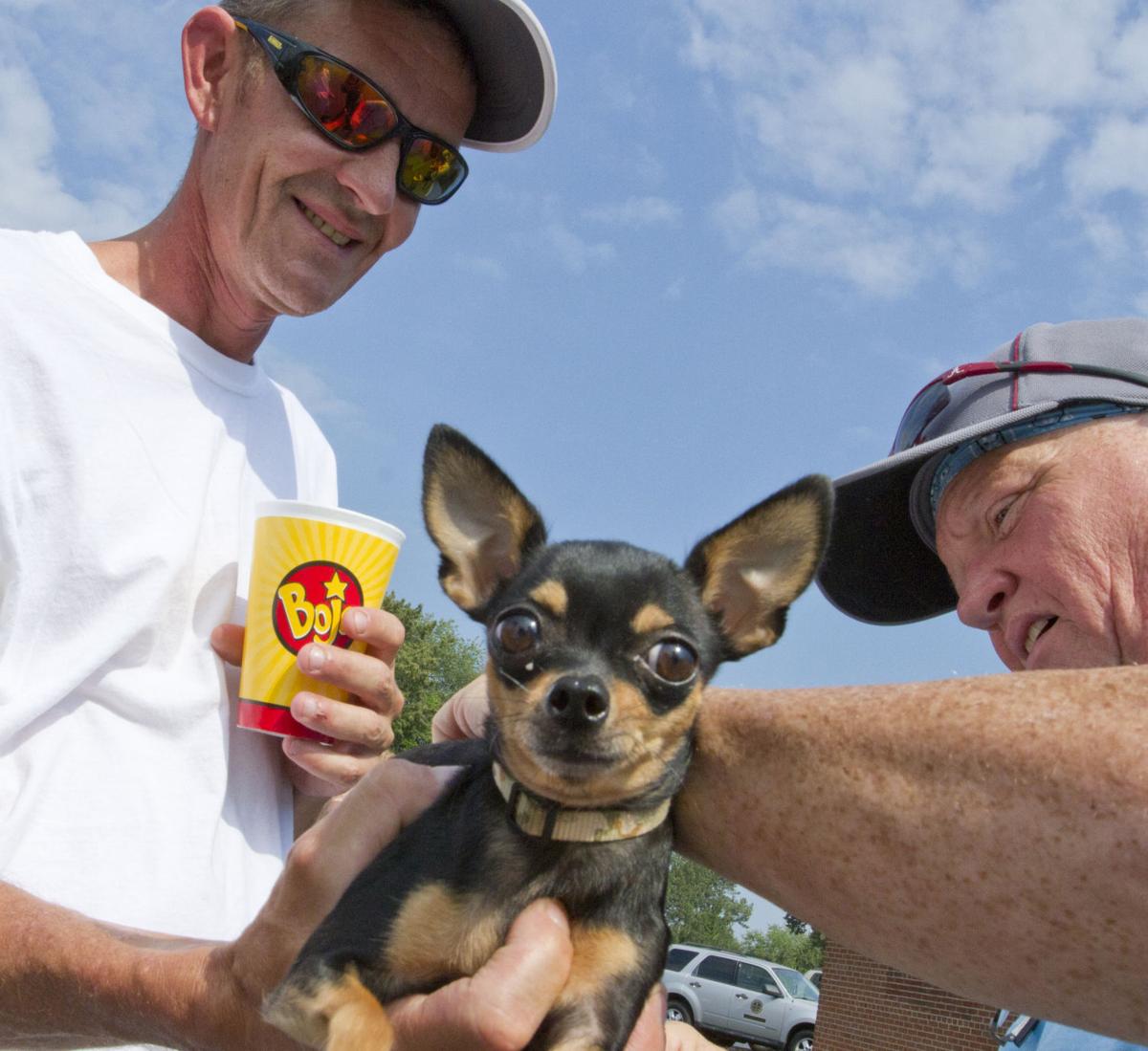 Rabies Shots Gallery Timesdaily