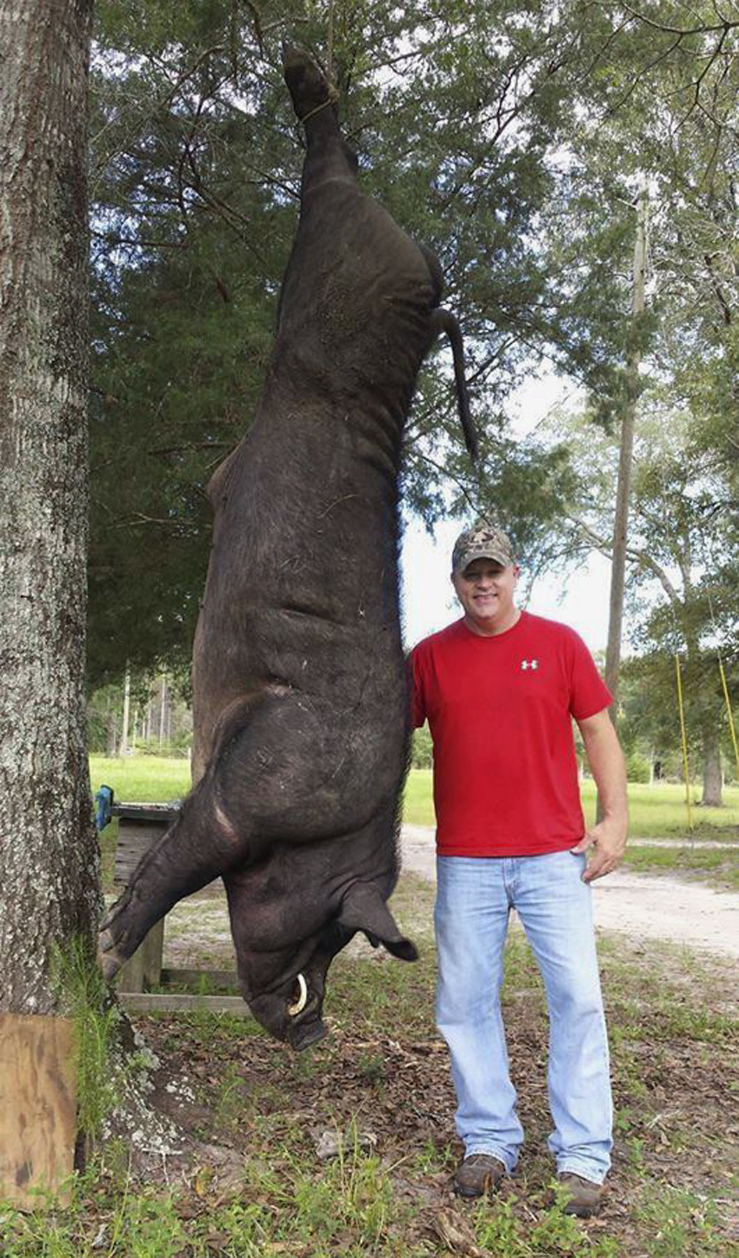 Alabama man to display head of 820pound hog shot in yard State