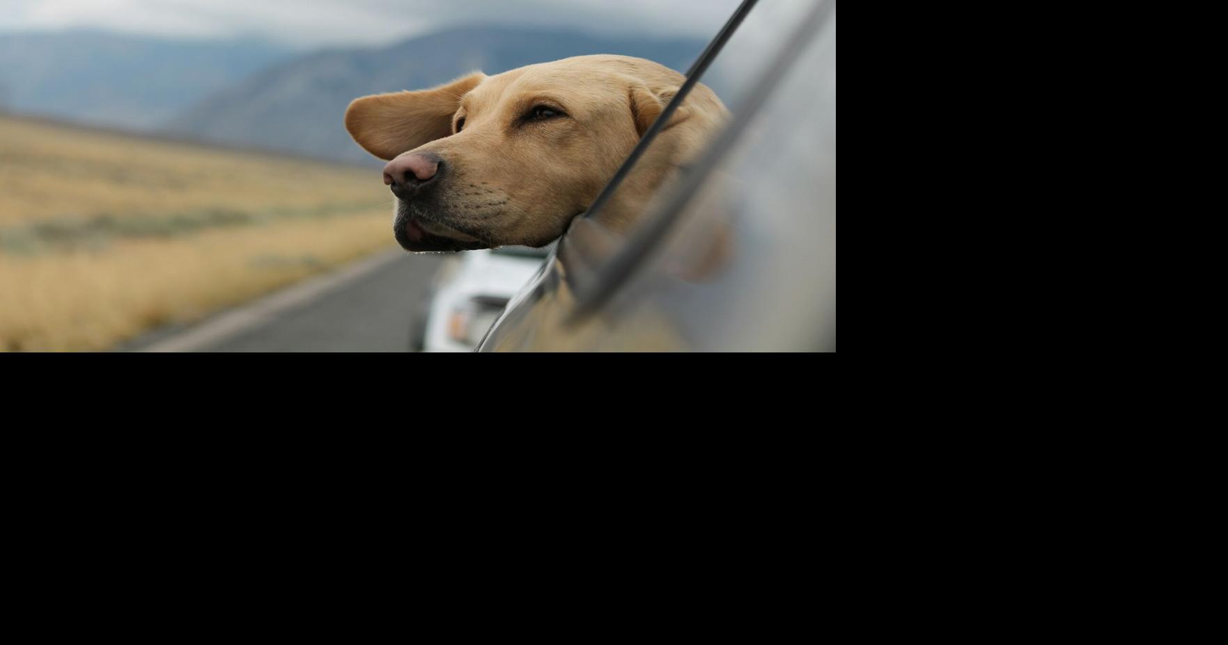 Study reveals how pet owners plan trips around their pets