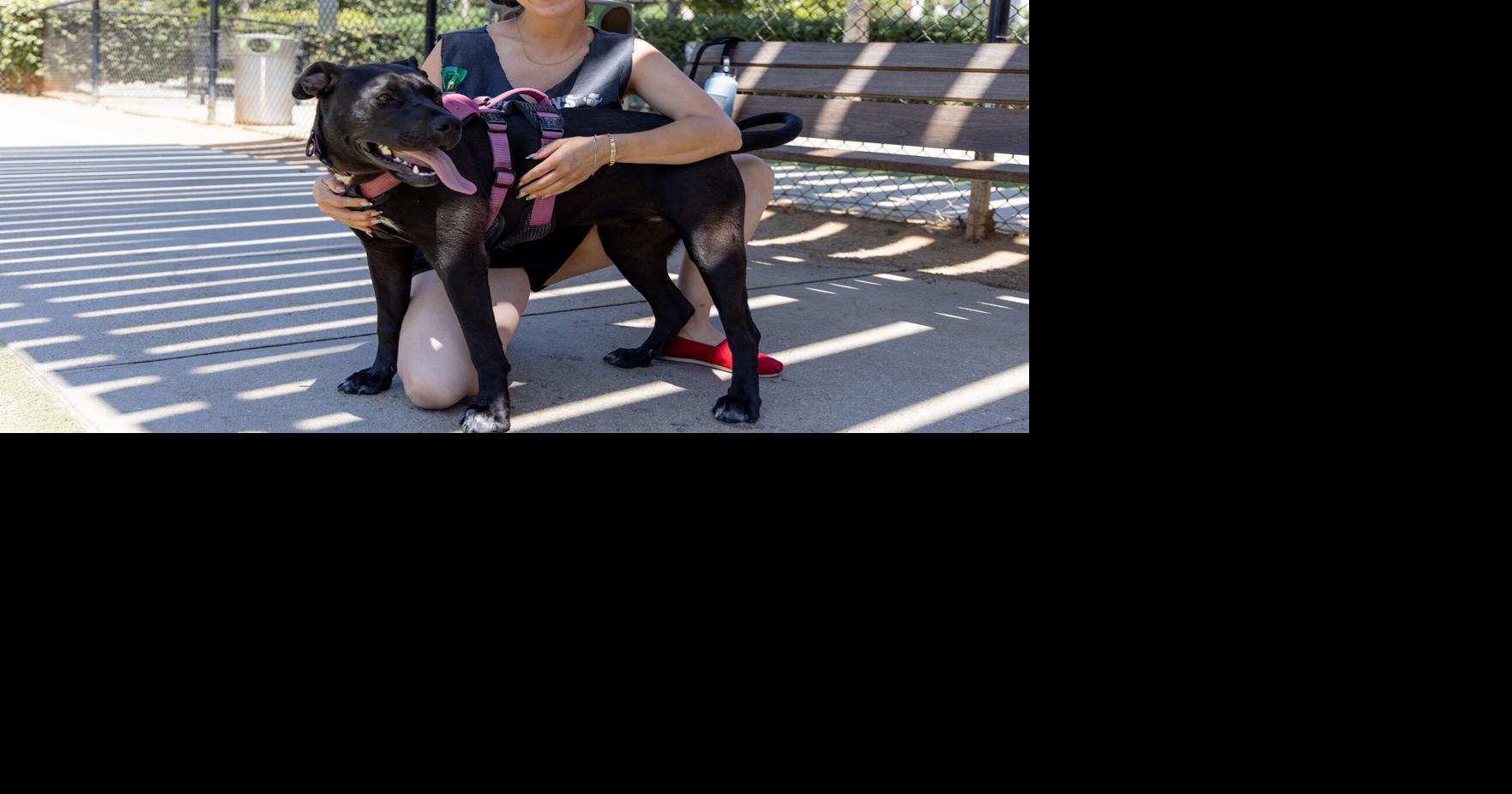 Pet pampering: The most extravagant things people do for their dogs ...