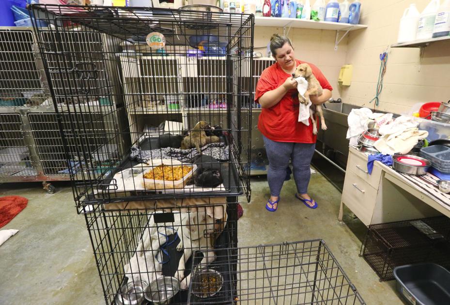 Florence Lauderdale Animal Shelter Experiences Increased Intake Adoption Rates Local News Timesdaily Com