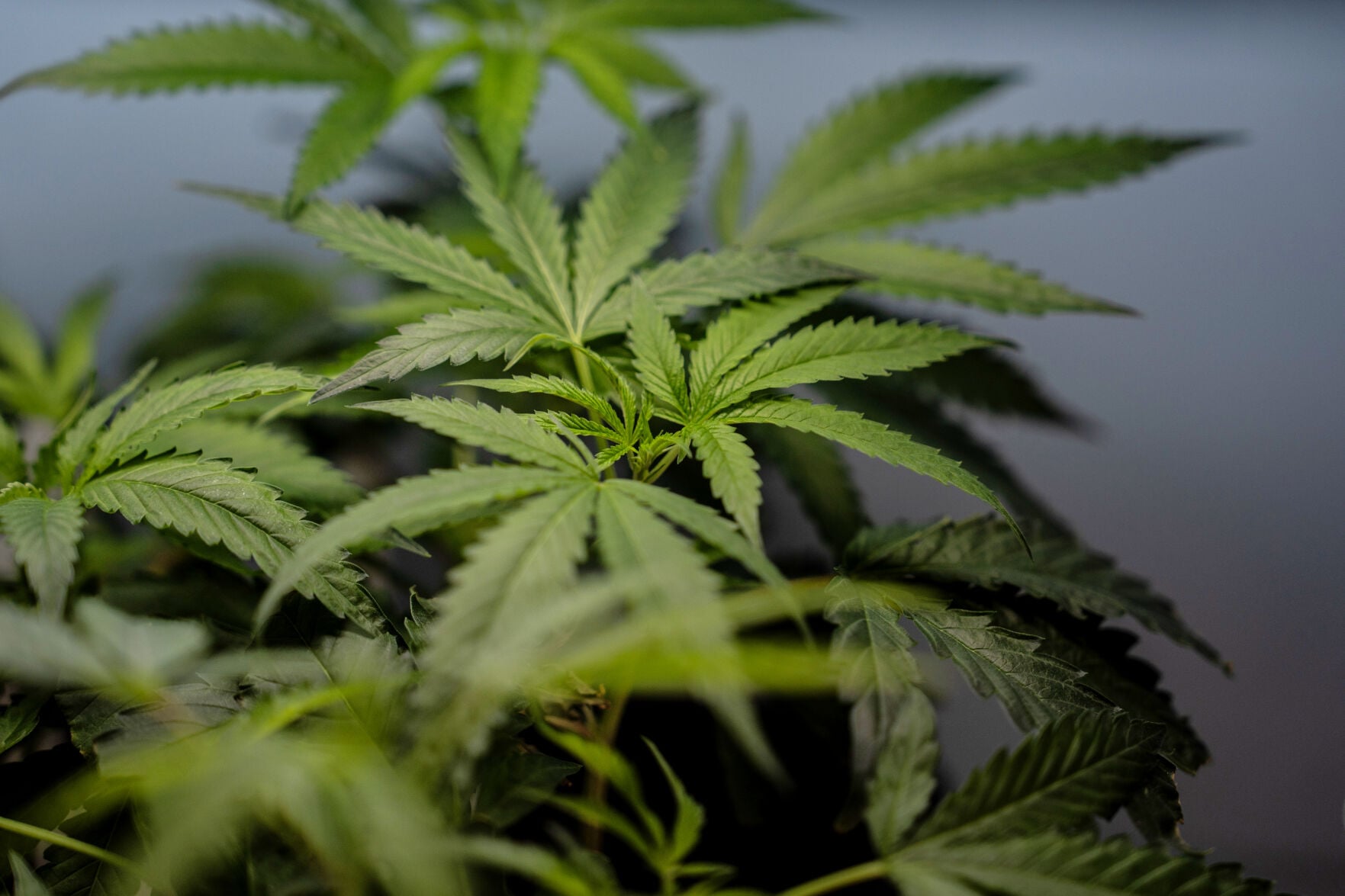 timesdaily.com - Lindsay Whitehurst Associated Press - Supreme Court sides with a Texas man over pot and guns