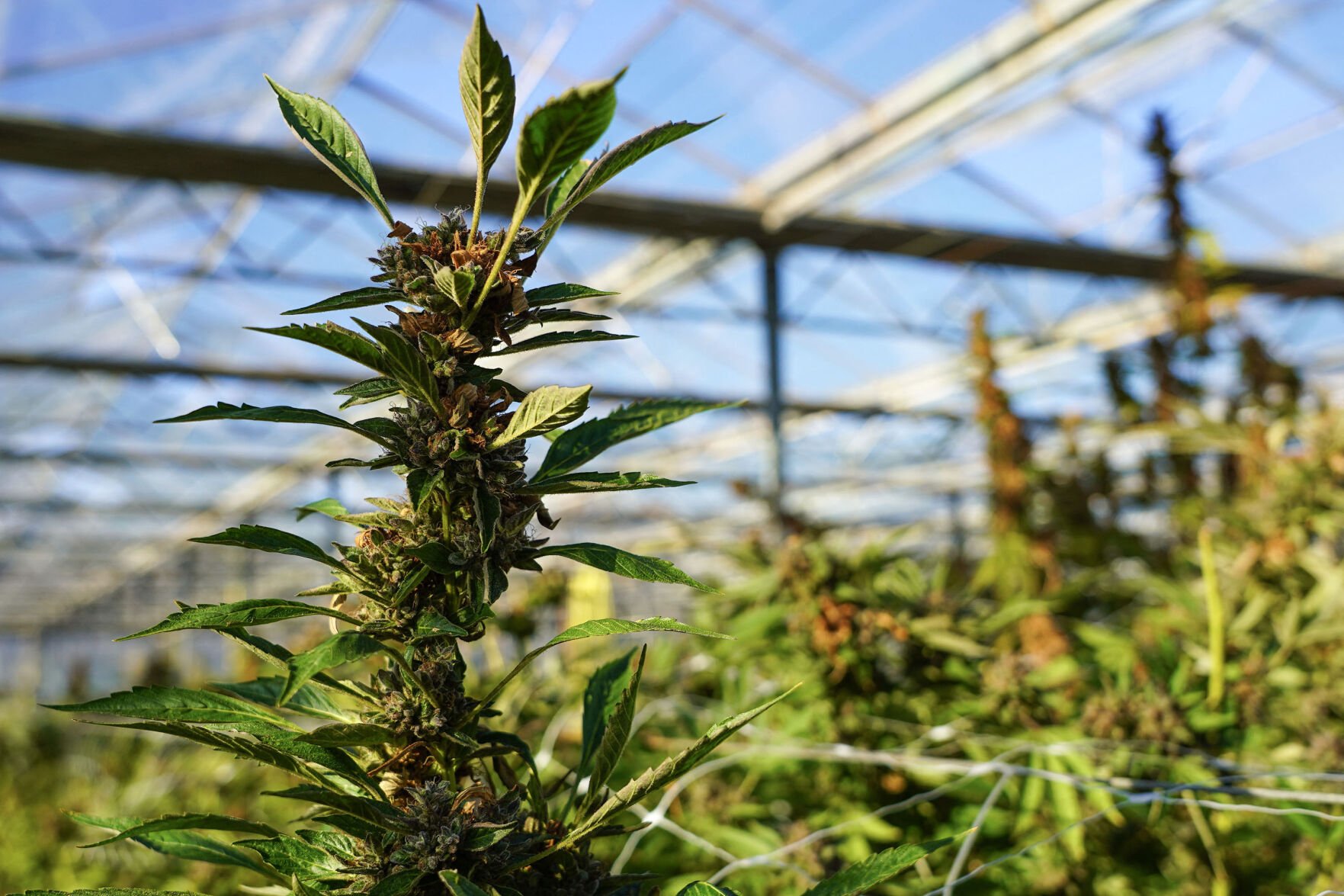 timesdaily.com - Pamela McLoughlin Hartford Courant - A Connecticut university has new courses to help students be work ready. In an industry expected to add jobs