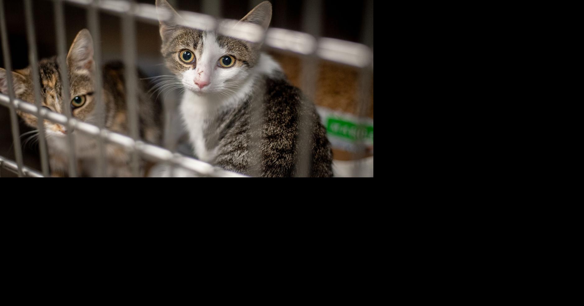 County to increase animal services funding