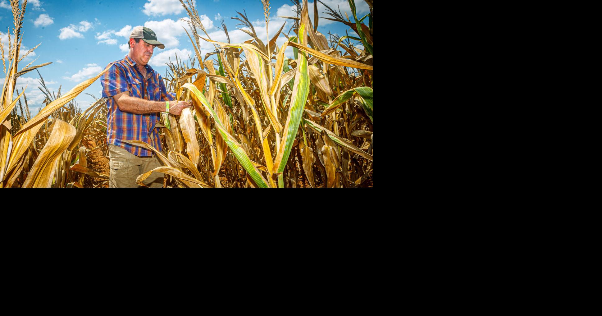 Farmers struggle amid dry conditions | Local News | timesdaily.com