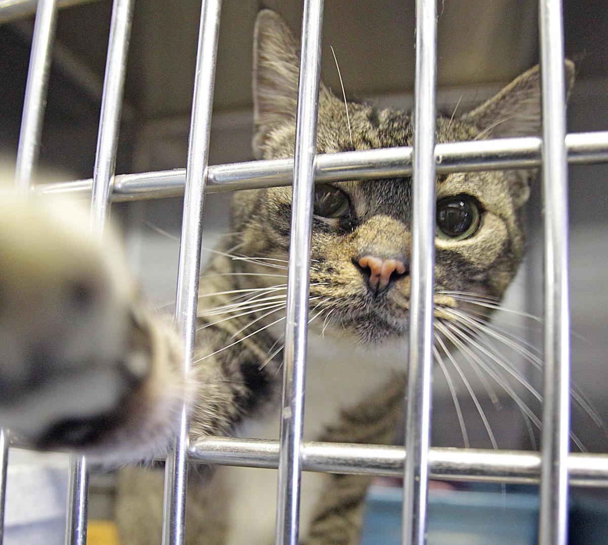 Animal Cruelty Cases Gallery