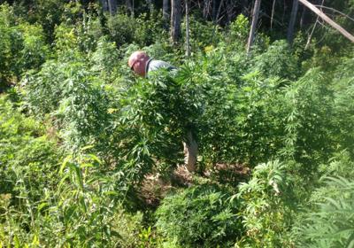Pot plants
