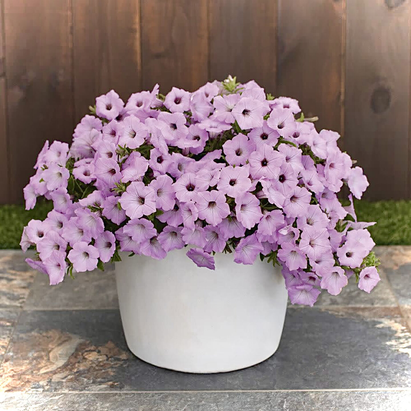 On Gardening: Vista Cool Jazz coming in 2026 | | timesdaily.com