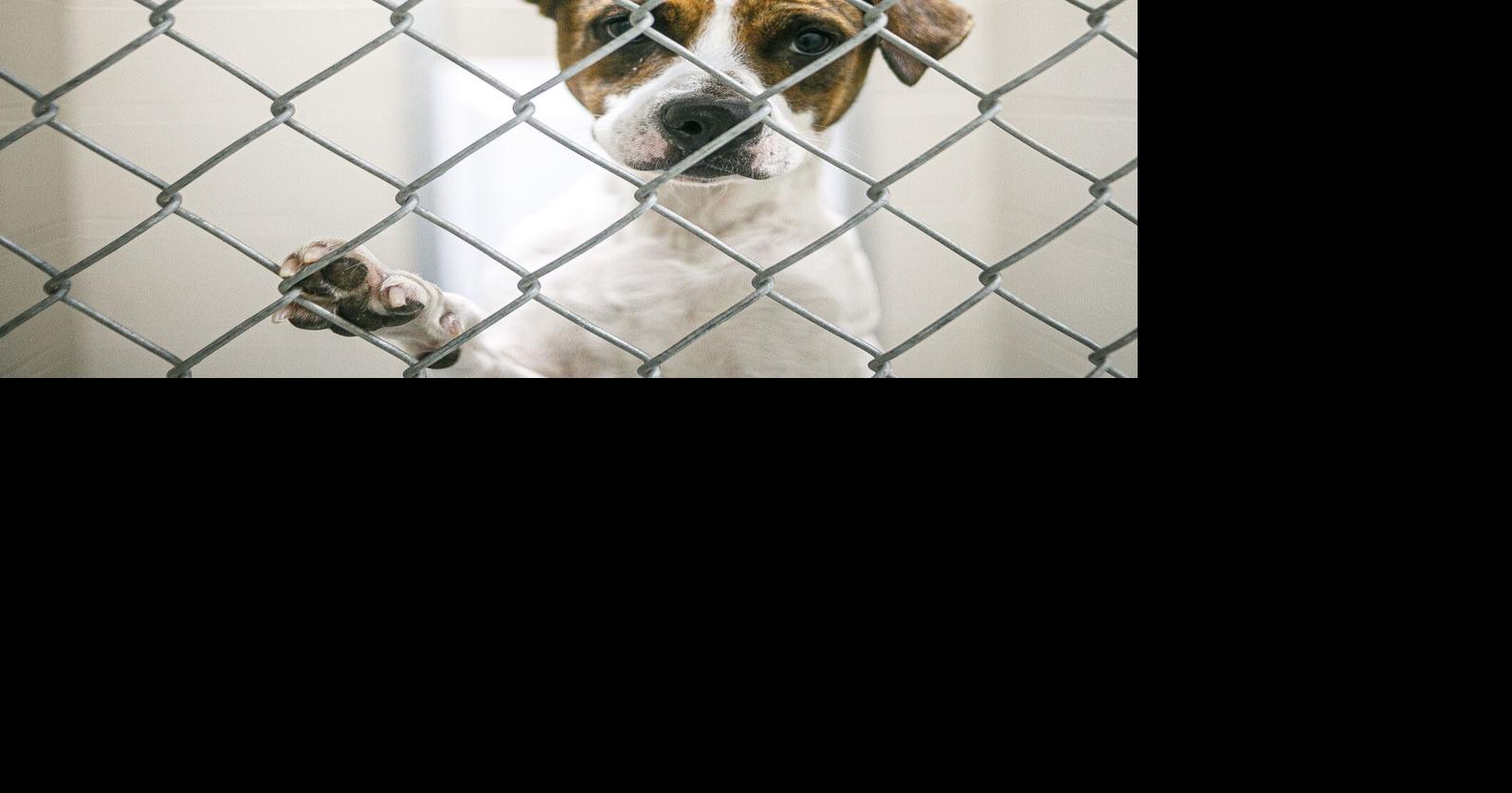 Florence Lauderdale Animal Services to celebrate "DOGust 1st" | General ...