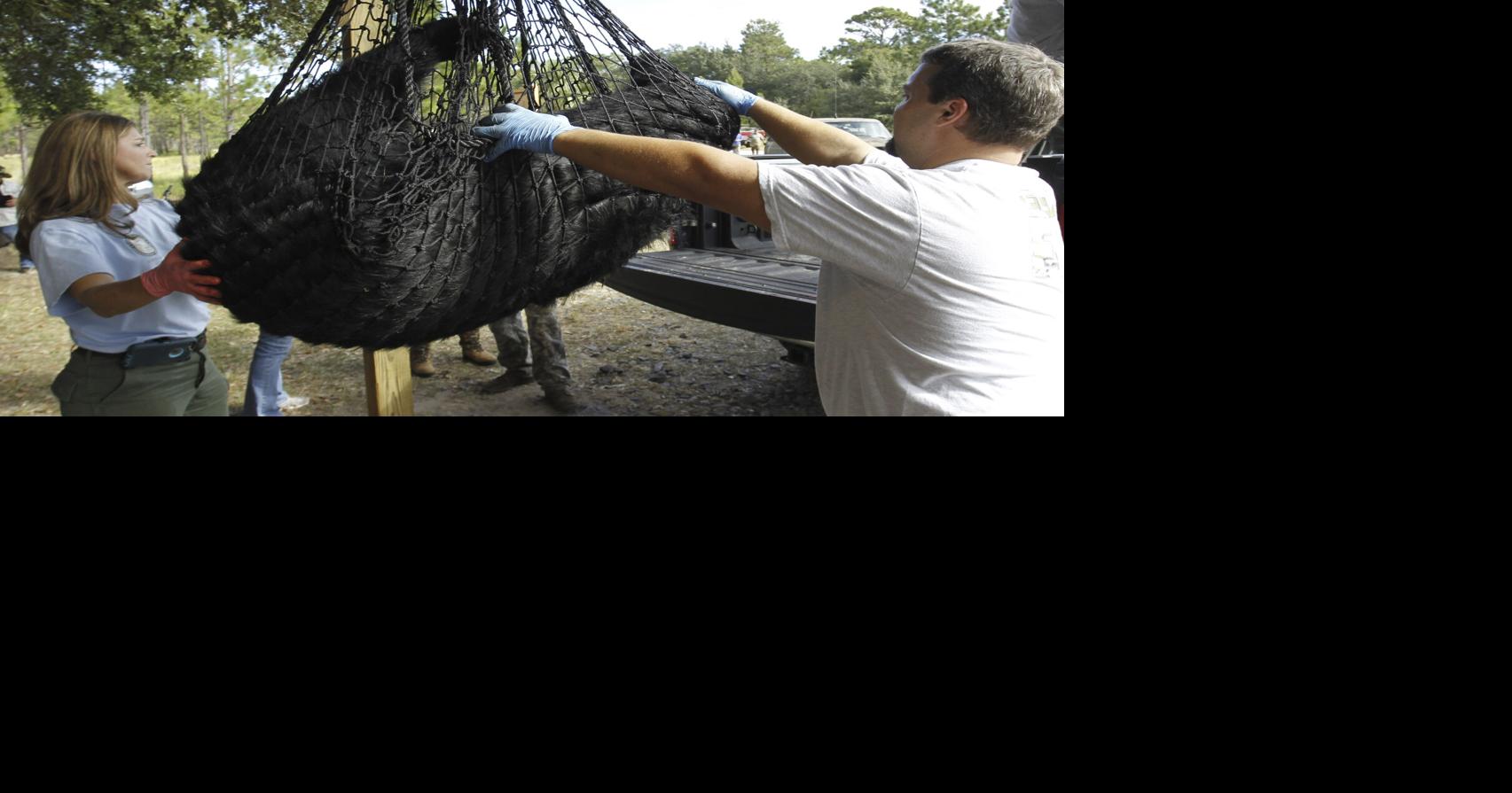 Florida's first black bear hunt in a decade OK'd | Nation | timesdaily.com