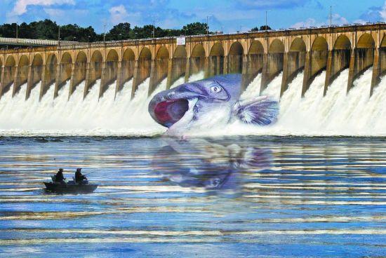 Giant Catfish Trapped In Spillway News Timesdaily Com