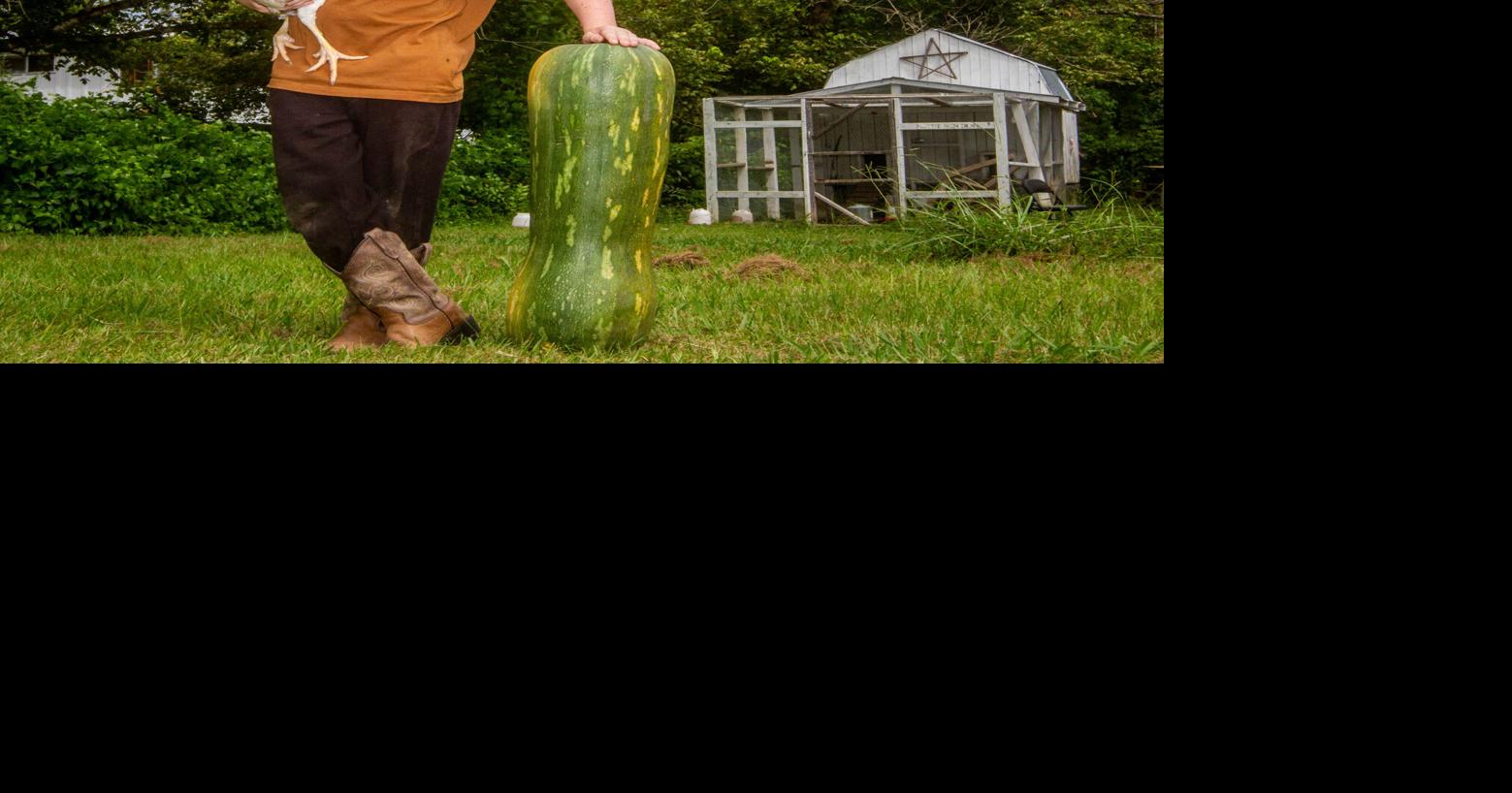7-year-old helps grow 26.6 pound squash for science | General Interest ...