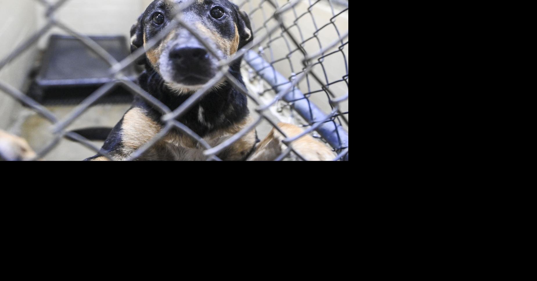 Limestone County officials considering animal shelter partnership