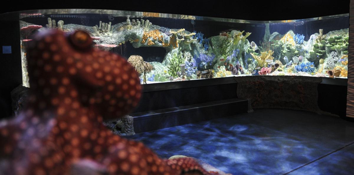 A Peek Into The Cook Museum Of Natural Science Timesdaily Com