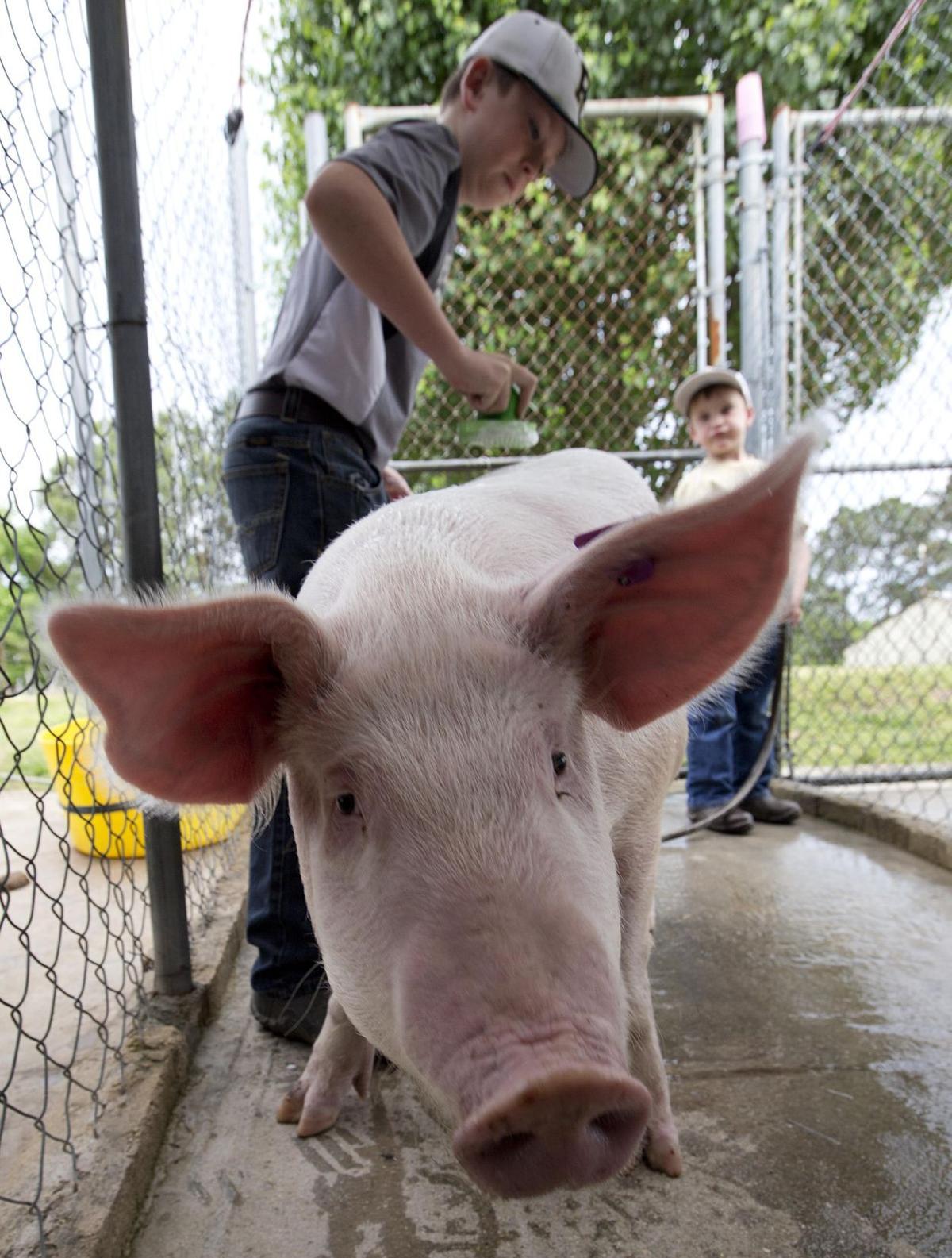 Rhett Jackson raises his pig in the Pig Squeal program Gallery