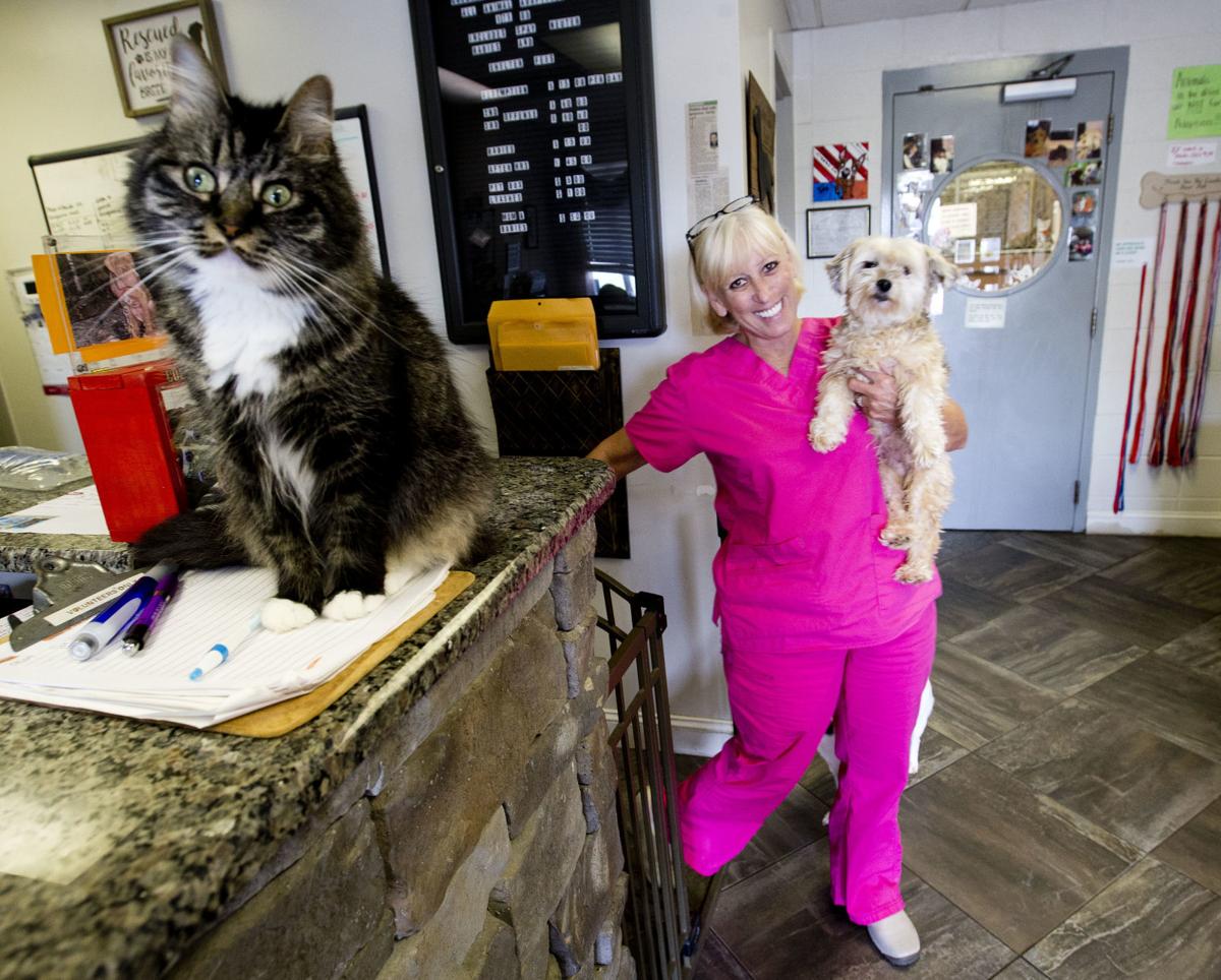 Task force's goal Revamp Colbert animal control News