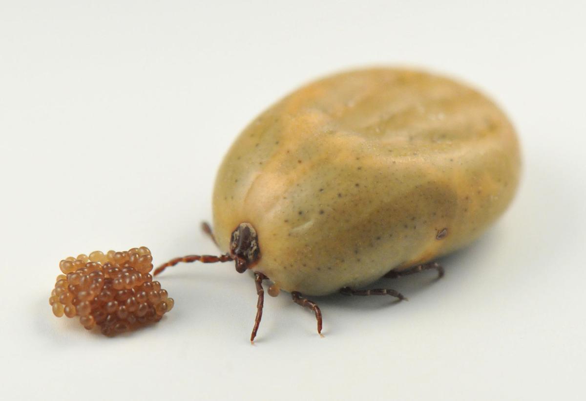Expert says tick population likely above normal Local News