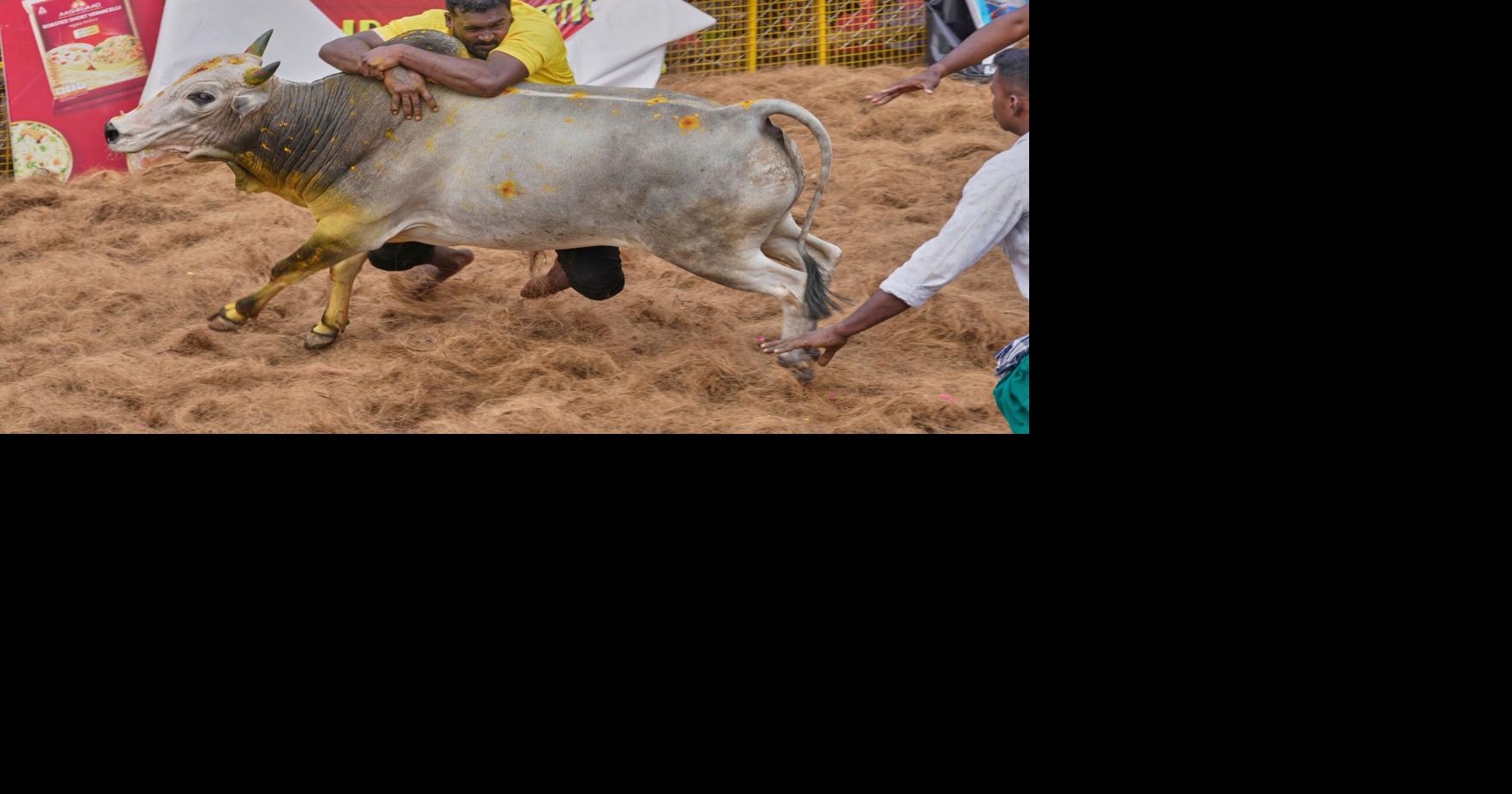 Displaying valor, skill: Centuries-old bull festival remains a popular ...