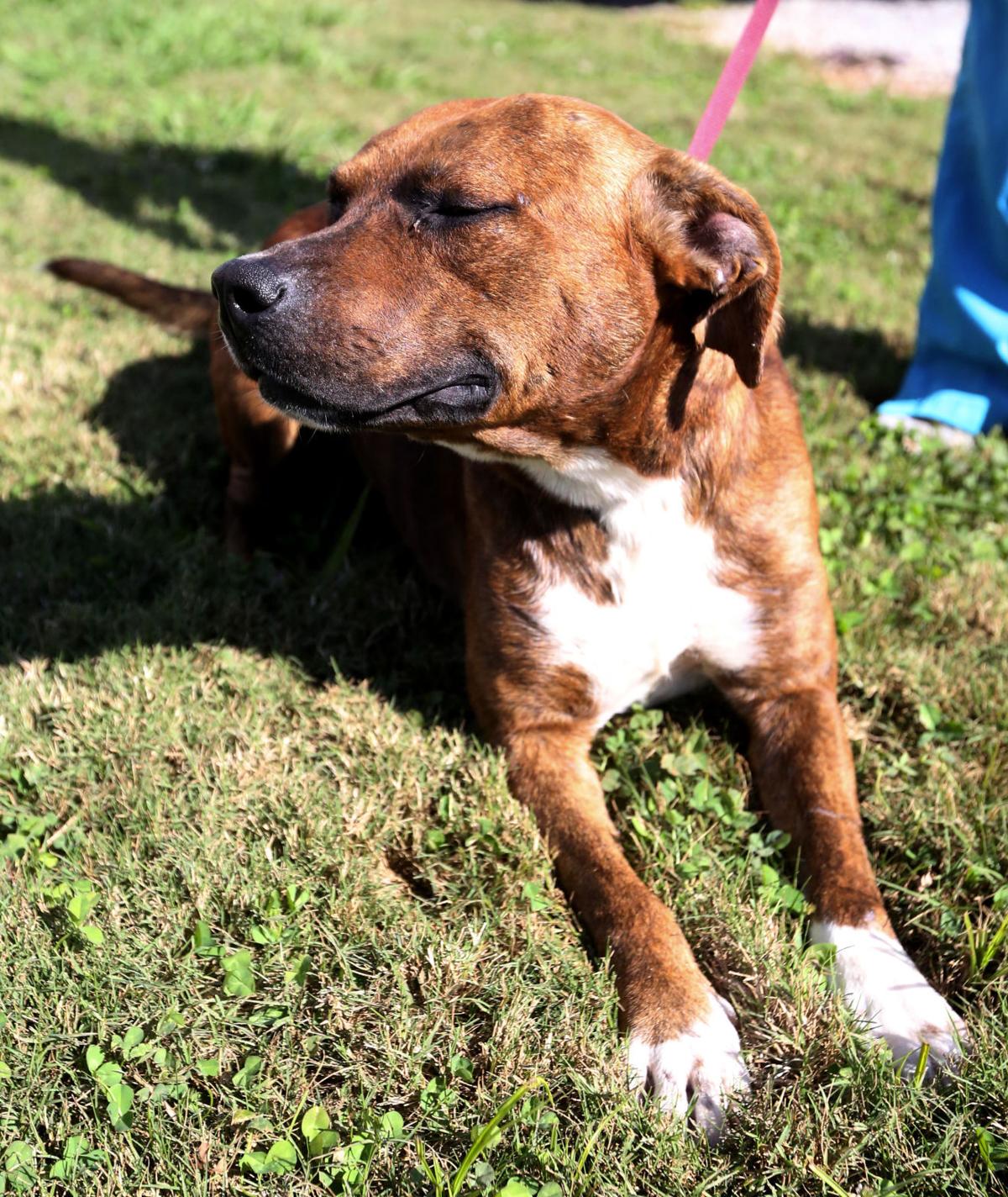 Colbert County Animal Shelter Full Gallery