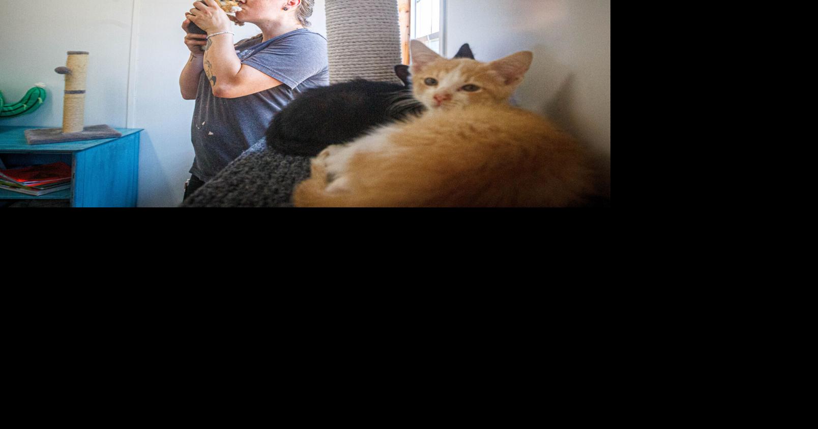 Colbert Animal Services to unveil cat cafe Saturday | Local News ...