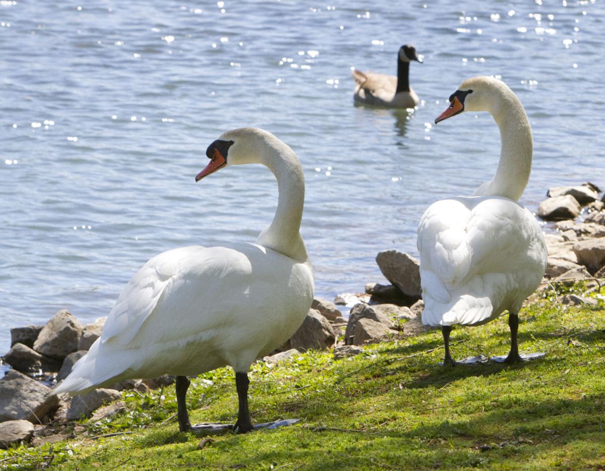 Swans quacking down on geese population Local News