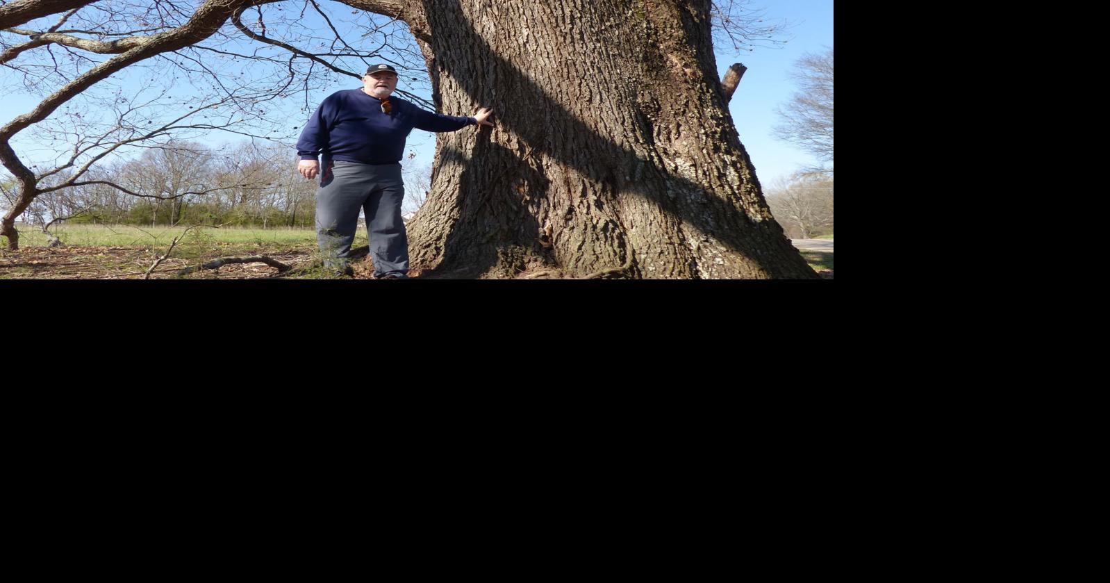 Auburn University to inspect rare Colbert County tree | News ...