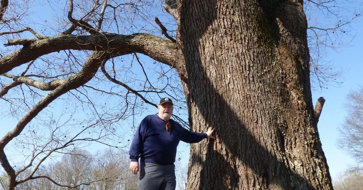 Colbert Tree Auburn University to inspect rare Colbert County tree | News ...
