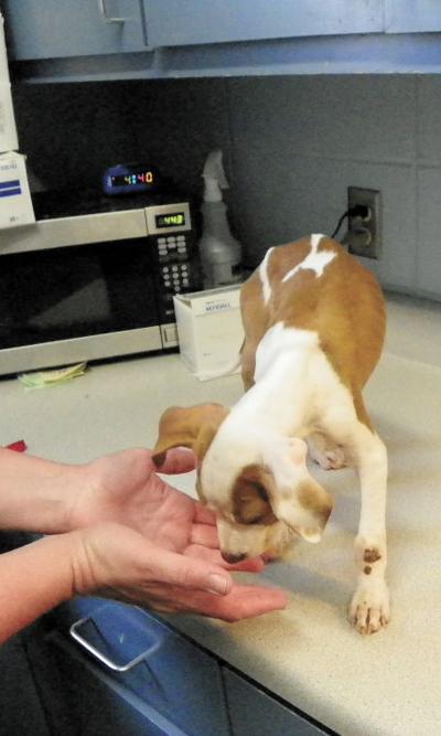 Meth Labs Affect Pets Too Archives Timesdaily Com