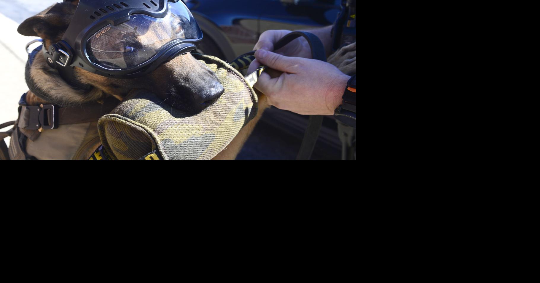 Rogersville K-9 now equipped with a helmet | Local News | timesdaily.com
