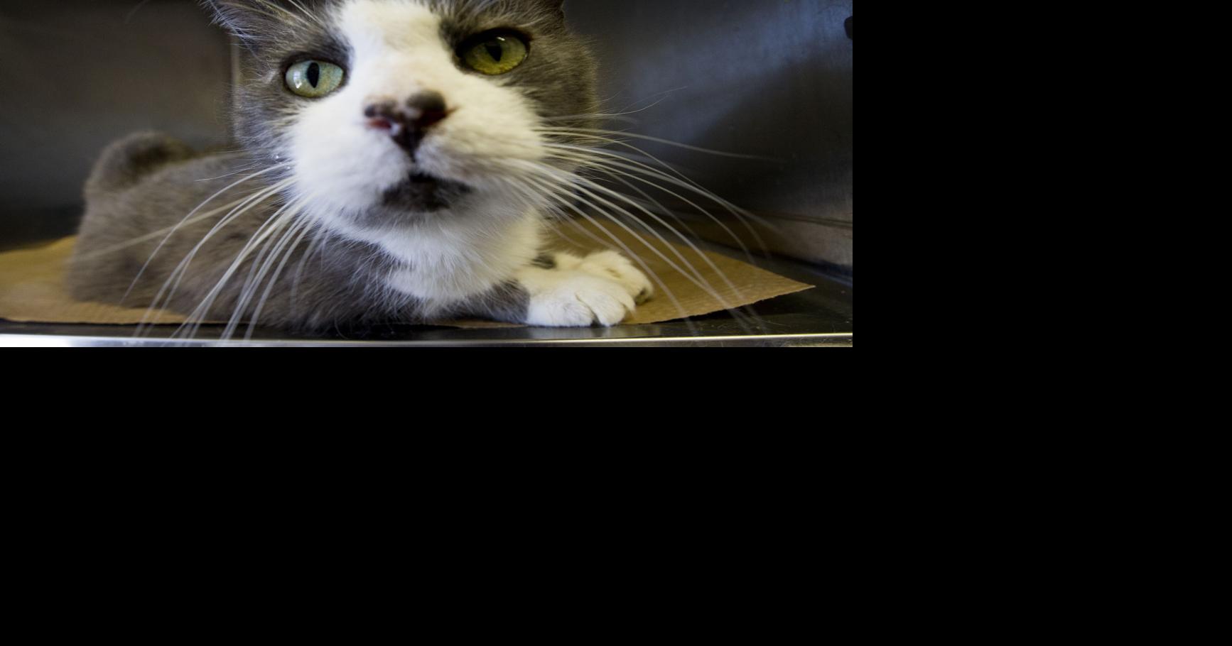 Cats and kittens waiting to be adopted at the Colbert County Animal ...