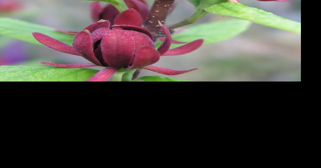 Shoals Area Arbor Day Tree Celebration to take place Wednesday ...