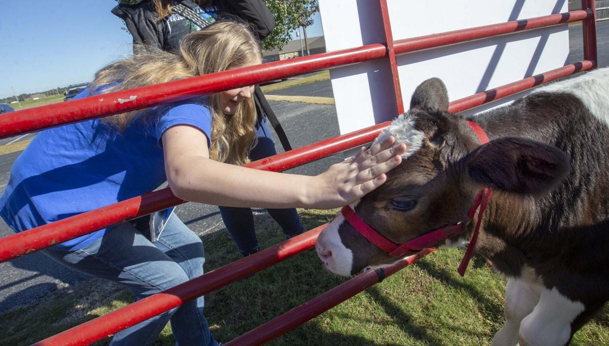 Otis The Dairy Calf Visits Covenant Christian School Gallery Timesdaily Com