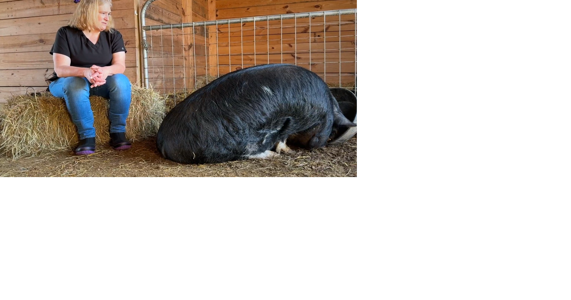 Animal Services seeks homes for pigs after recent surge | Multimedia ...