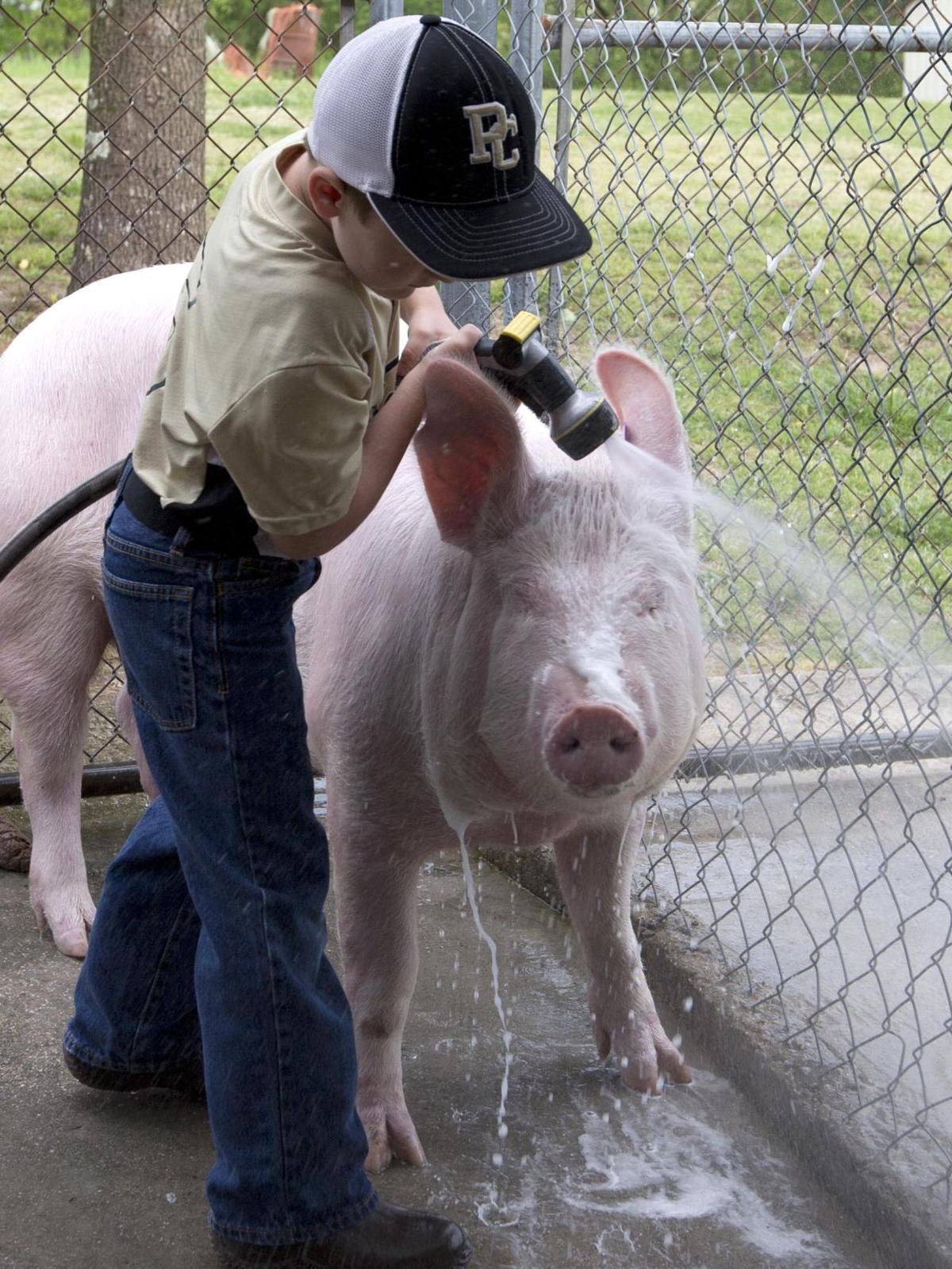 4H Pig Squeal more than raising a pet News